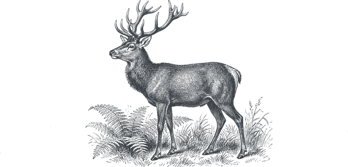 Gravure d'un cerf, la carte d'automne et la chasse de La Croix Verte à Vich